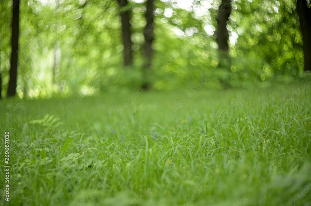 Fototapeta premium Nature in Eastern Europe. Russia. Beautiful forest.
