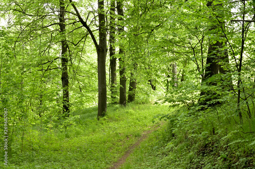 Fototapeta premium Nature in Eastern Europe. Russia. Beautiful forest.