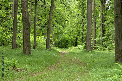 Nature in Eastern Europe. Russia. Beautiful forest.