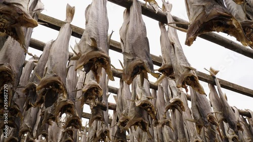 Dried fish hbodies on stands on the island of Lofoten in Norway