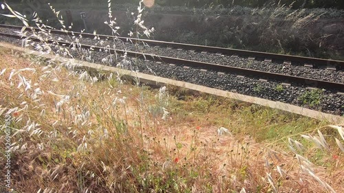 Flower moving by the wind next to the train tracks on a sunny day.