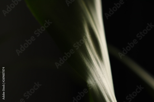 abstract leaf on black background