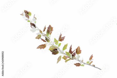 Lombardy poplar tree branch with green leaves isolated on white background.