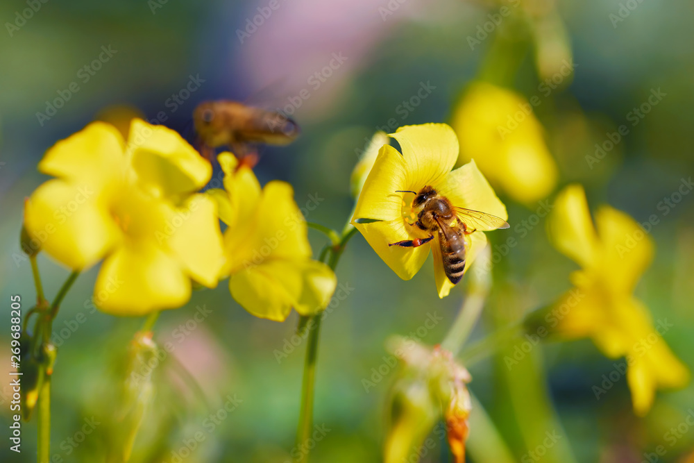 Honey bee collecting pollen from a jasmine flower Honey bee collecting pollen from a jasmine flower