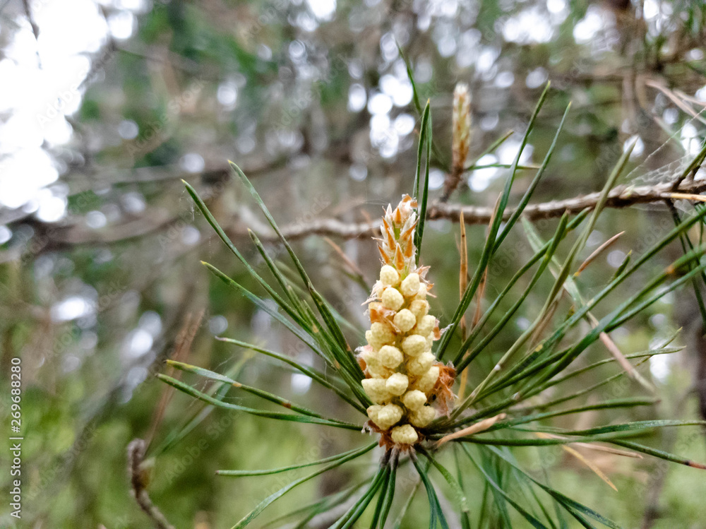 Young pine cones. Flourishing buds in the close-up Young pine cones. Flourishing buds in the close-up