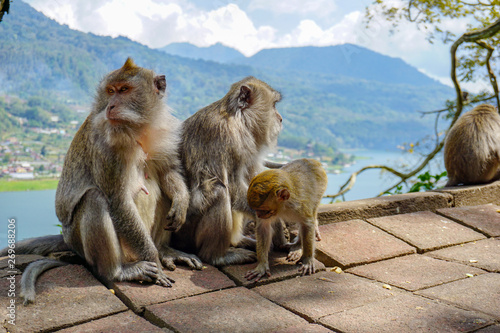 Family of monkeys with a little baby macaque near Tample in Monkey Forest  Ubud  Bali  Indonesia.