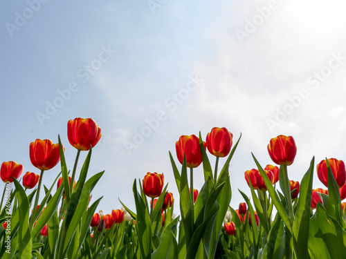 Red Tulips on Background of Blue Sky