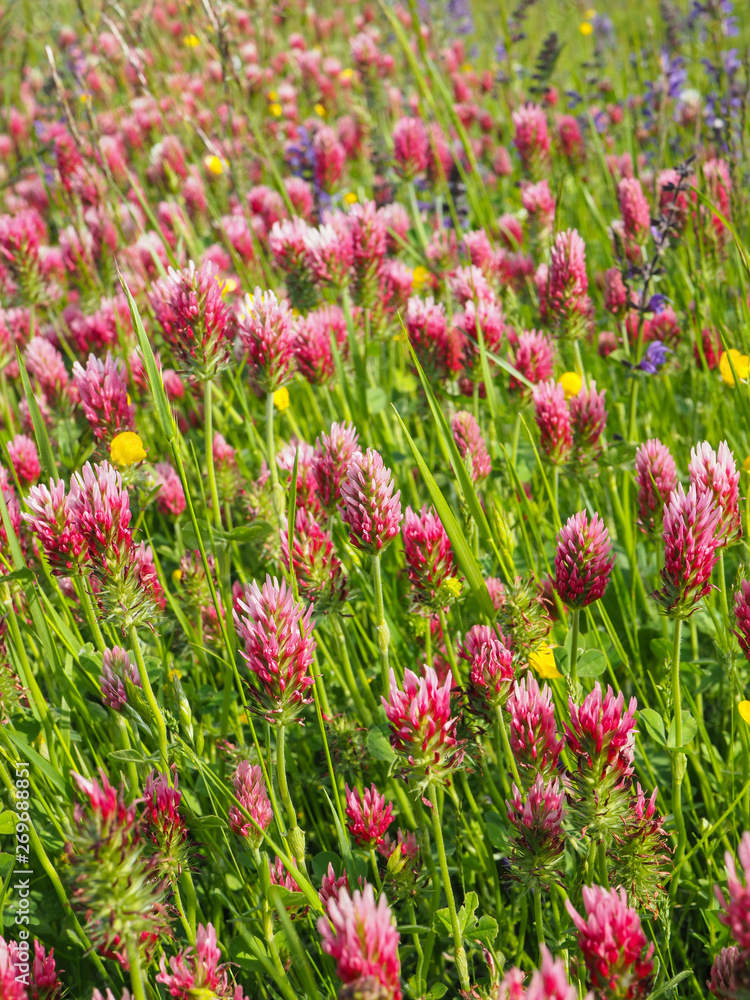 flowering of crimson clovers (Trifolium incarnatum) flowering of crimson clovers (Trifolium incarnatum)