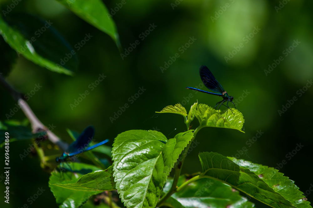 A very beautiful couple of blue dragonflies A very beautiful couple of blue dragonflies