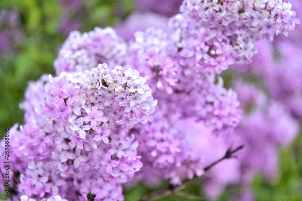 Beautiful lilac blooming with selective focus. Purple lilac flowers and blurred green leaves. Spring blossom. Blooming lilac bush with tender tiny flower. Purple lilac flower on the bush. Summer time Beautiful lilac blooming with selective focus. Purple lilac flowers and blurred green leaves. Spring blossom. Blooming lilac bush with tender tiny flower. Purple lilac flower on the bush. Summer time