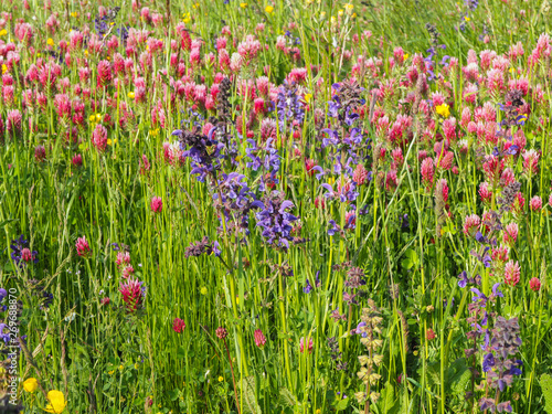 Wild flowers, sage and crimson clovers (Salvia pratensis, Trifolium incarnatum)