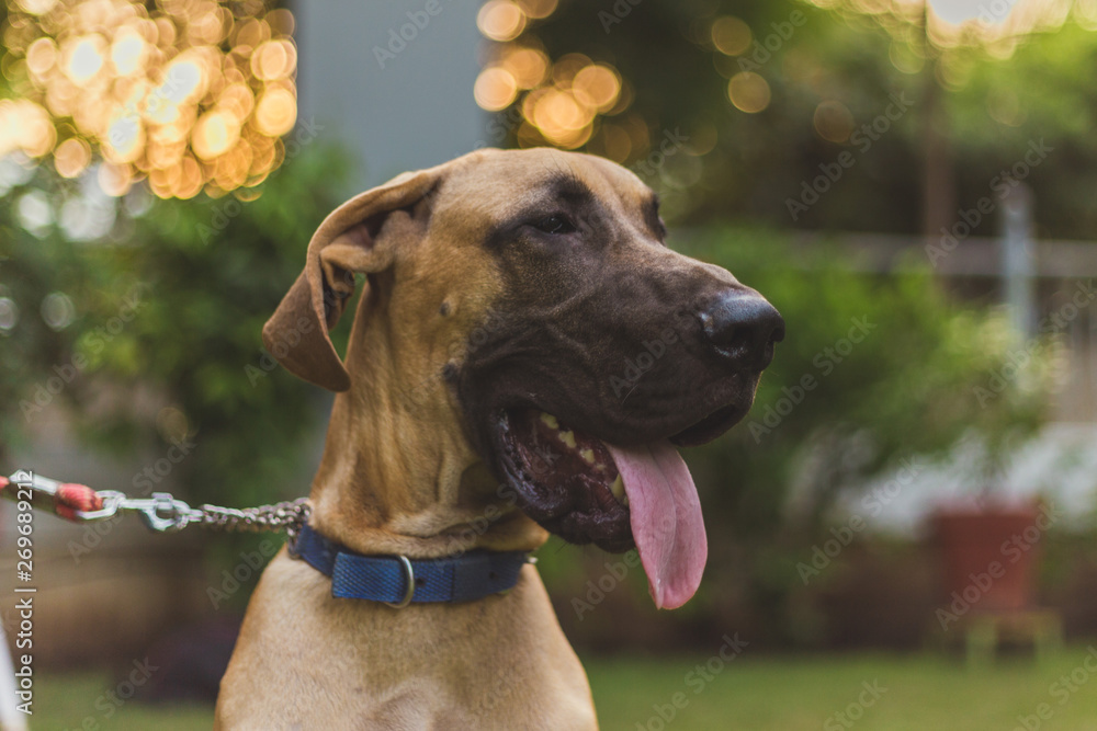 Portrait of a great dane in a playful mood. Portrait of a great dane in a playful mood.