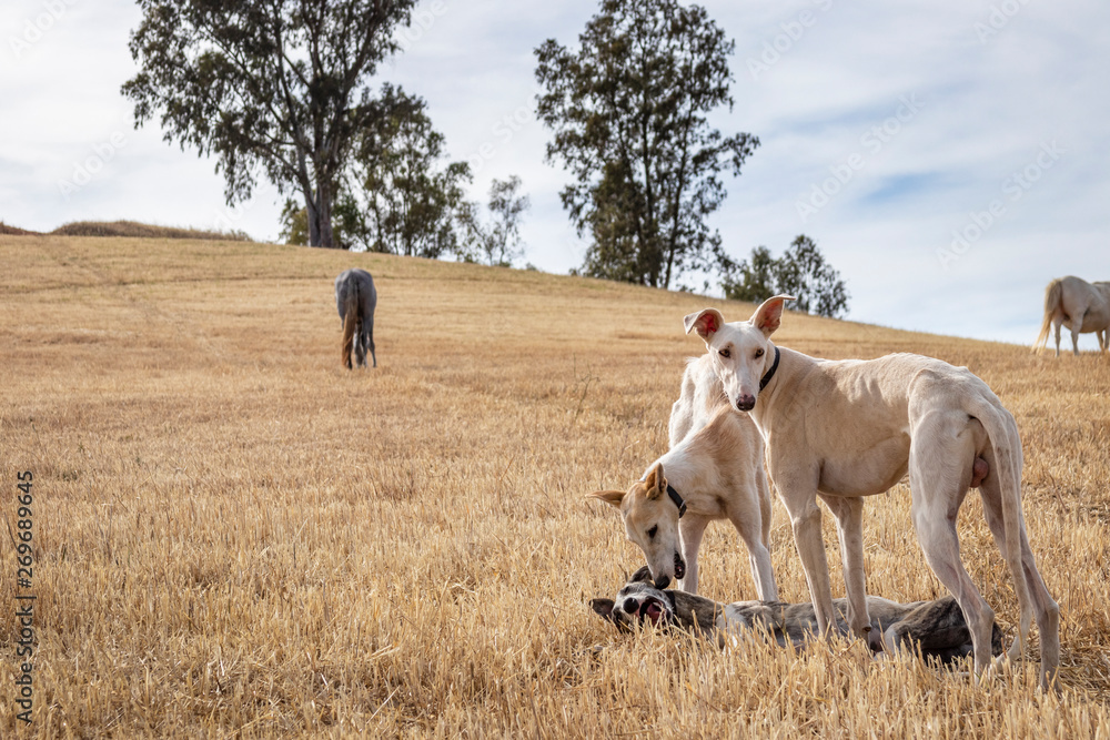 Perros de raza galgo jugando en el campo donde los caballos pastan