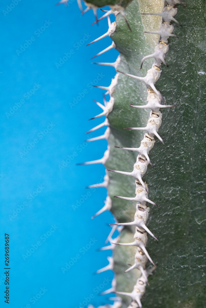 Abstract Cactus Cacti Close Up Thorn Spikes on Blue Green Background Abstract Cactus Cacti Close Up Thorn Spikes on Blue Green Background