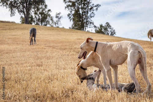 Perros de raza galgo jugando en el campo donde los caballos pastan © Trepalio