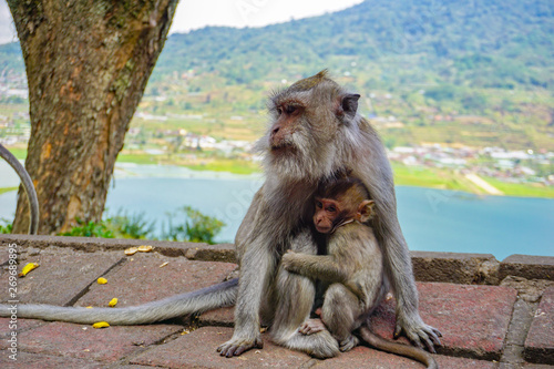 Mother monkey with a little baby macaque near Tample in Monkey Forest, Ubud, Bali, Indonesia. © Yakup