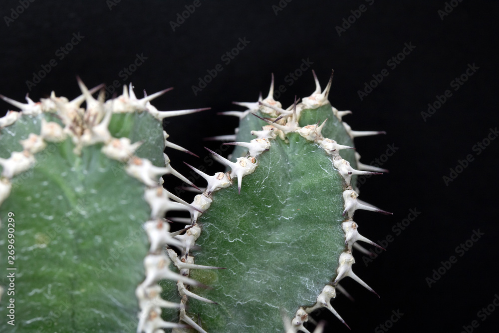 Abstract Cactus Cacti Close Up Thorn Spikes on Black Background