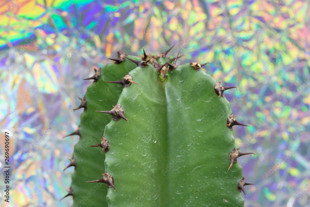Abstract Cactus Cacti Close Up Thorn Spikes on Multicolour Foil Shiny Background Abstract Cactus Cacti Close Up Thorn Spikes on Multicolour Foil Shiny Background