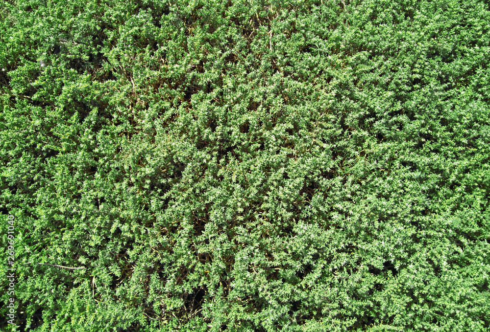 Top view ground cover green plants background