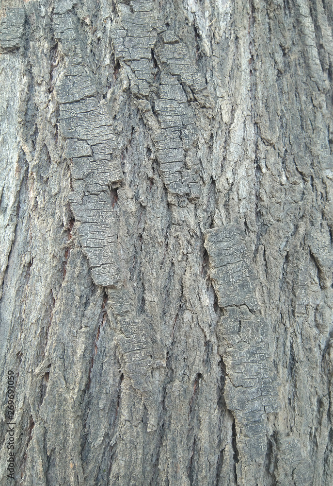 Obraz premium Tree bark texture background image
