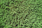 Top view ground cover green plants background