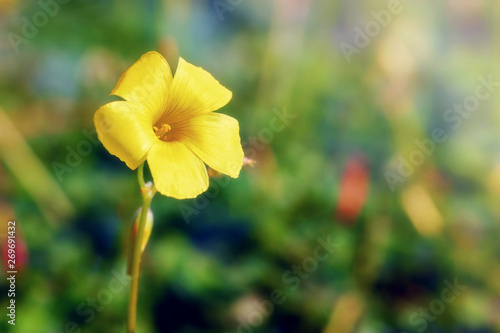 Yellow jessamine flower in the wilderness