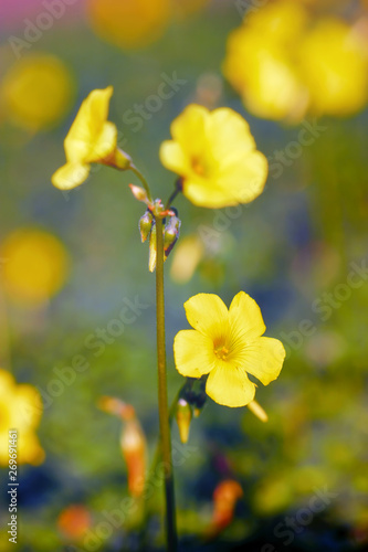 Tablou pe pânză Yellow jessamine flowers in the wilderness