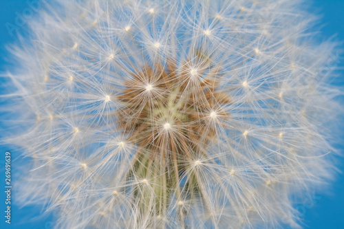 Close Up Abstract of Dandelion Seeds on Bright Background