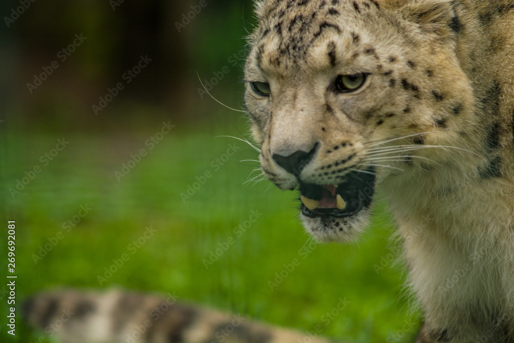 Wild animal Snow Leopard. Lazy walks across the territory. Wild animal Snow Leopard. Lazy walks across the territory.
