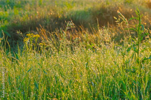 A fragment of grass with abundant dew at dawn in the field in Ukraine.