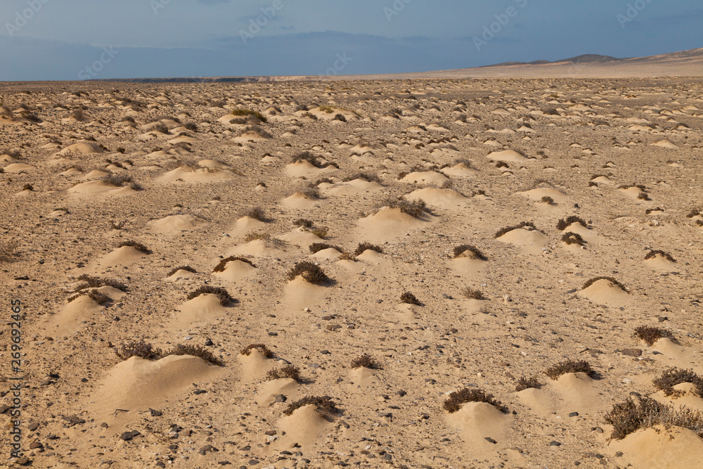 Formación dunar. Extremo meridional del Parque Natural de Jandía. Península de Jandía. Isla Fuerteventura. Provincia Las Palmas. Islas Canarias. España Formación dunar. Extremo meridional del Parque Natural de Jandía. Península de Jandía. Isla Fuerteventura. Provincia Las Palmas. Islas Canarias. España
