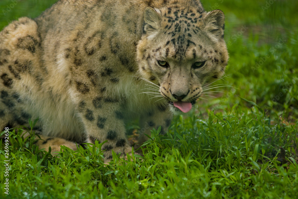 Wild animal Snow Leopard. Lazy walks across the territory. Wild animal Snow Leopard. Lazy walks across the territory.