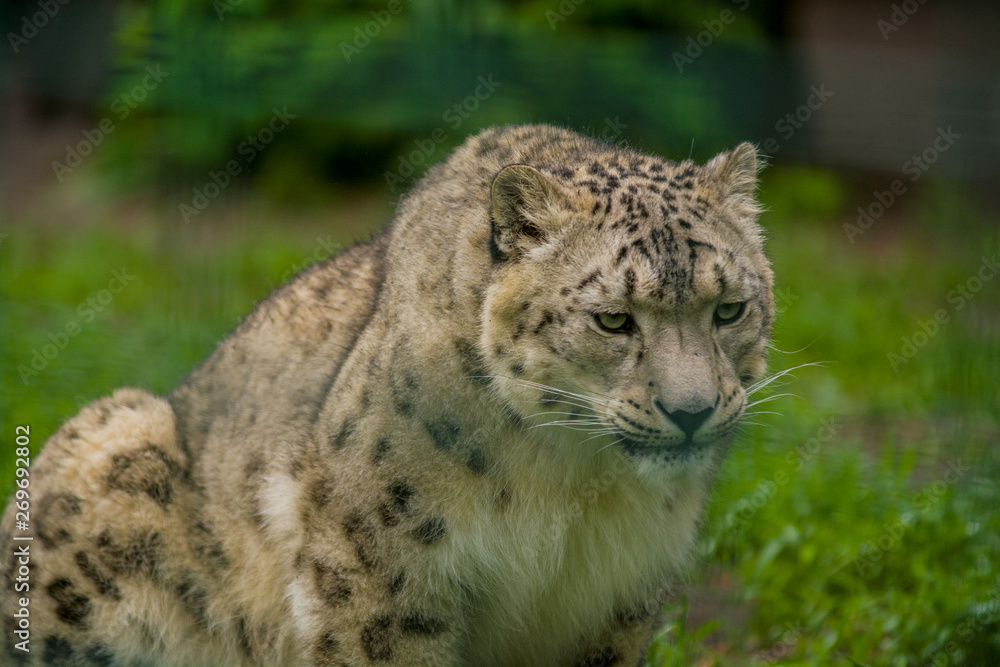 Wild animal Snow Leopard. Lazy walks across the territory. Wild animal Snow Leopard. Lazy walks across the territory.