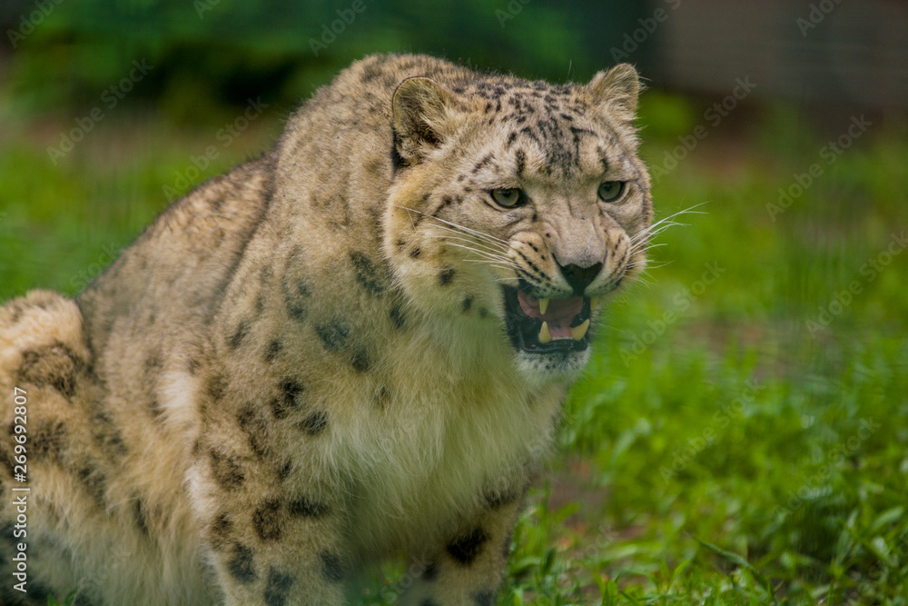 Wild animal Snow Leopard. Lazy walks across the territory. Wild animal Snow Leopard. Lazy walks across the territory.