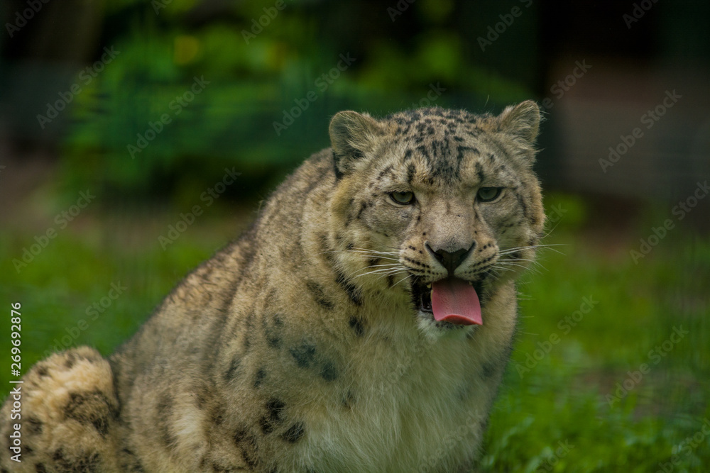 Naklejka premium Wild animal Snow Leopard. Lazy walks across the territory.
