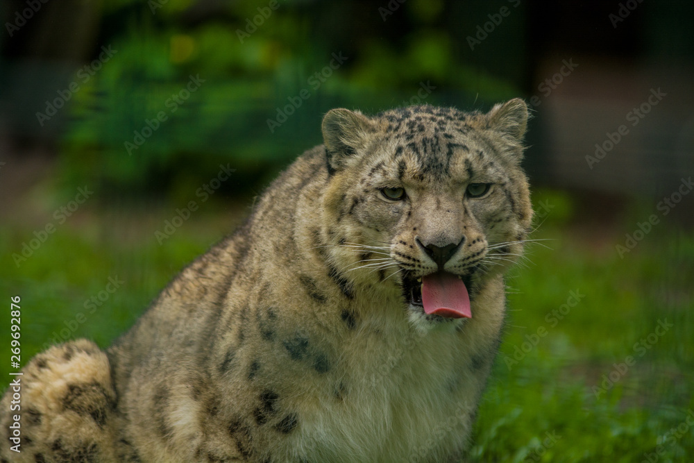 Wild animal Snow Leopard. Lazy walks across the territory. Wild animal Snow Leopard. Lazy walks across the territory.