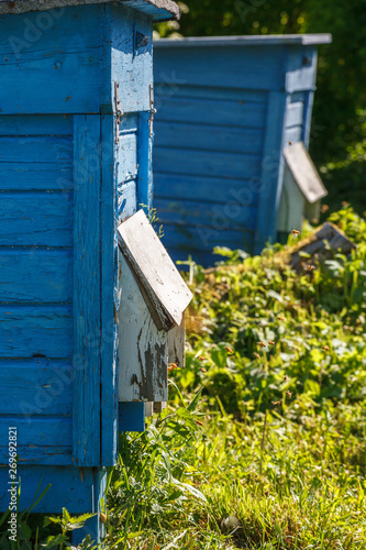 Beehives in a garden in summer with flying bees photo