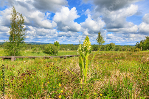 Early marsh orchid in country landscape view
