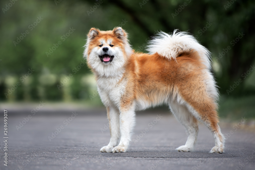 beautiful japanese akita inu dog posing on the road