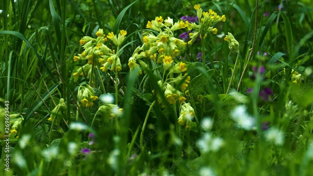 Primula veris primroses in the thick green grass Primula veris primroses in the thick green grass