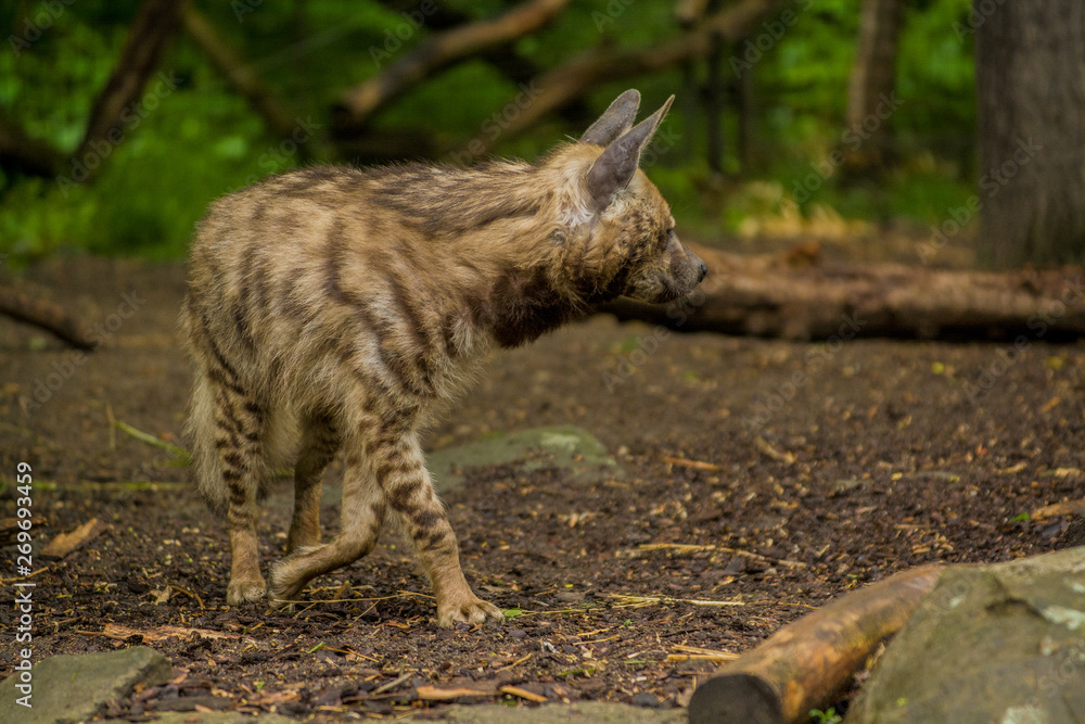 The Arabian hyena walks across the territory in search of food. The Arabian hyena walks across the territory in search of food.