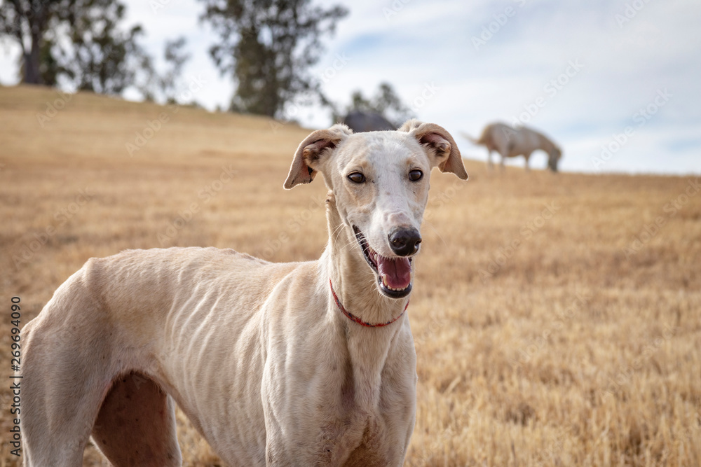 Primer plano perro de carreras. Perro de raza pura. Galgo español. Primer plano perro de carreras. Perro de raza pura. Galgo español.