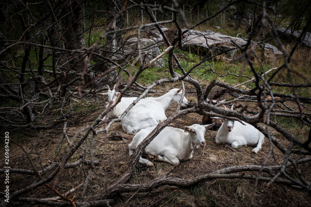 Goats. Goats.