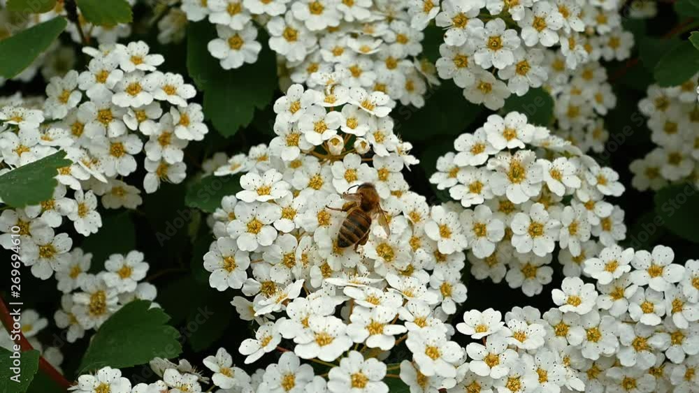 Bee collects nectar on bright white flowers. Honeybee crawls through the flowers of the bush Spiraea japonica. Close-up. Bee collects nectar on bright white flowers. Honeybee crawls through the flowers of the bush Spiraea japonica. Close-up.