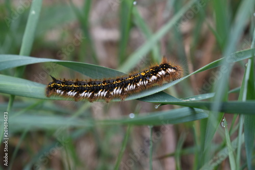 green caterpillar on a leaf