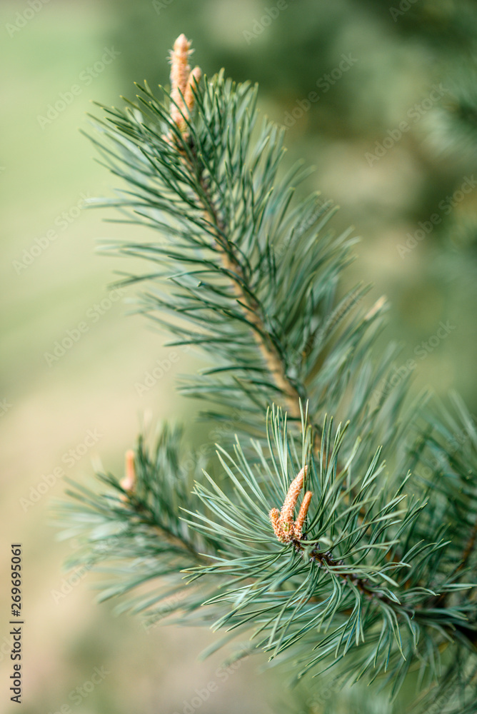 Fototapeta premium Young pine branches with cones in spring.