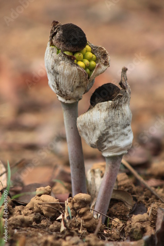 african plant photo