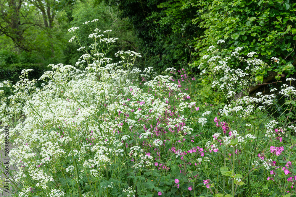 Cow Parsley or Queen Anne's Lace'. on a hedgerow in Gloucestershire
