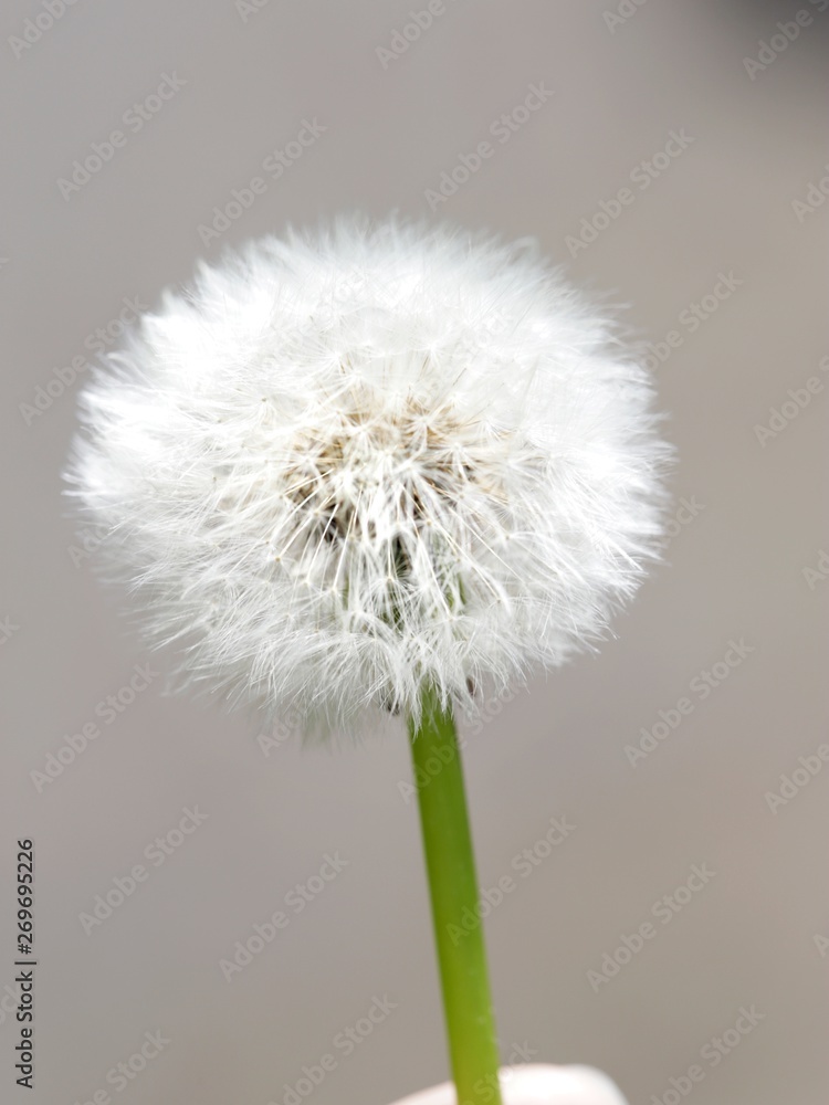 dandelion isolated on white background 