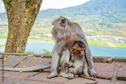 Mother monkey with a little baby macaque near Tample in Monkey Forest  Ubud  Bali  Indonesia.